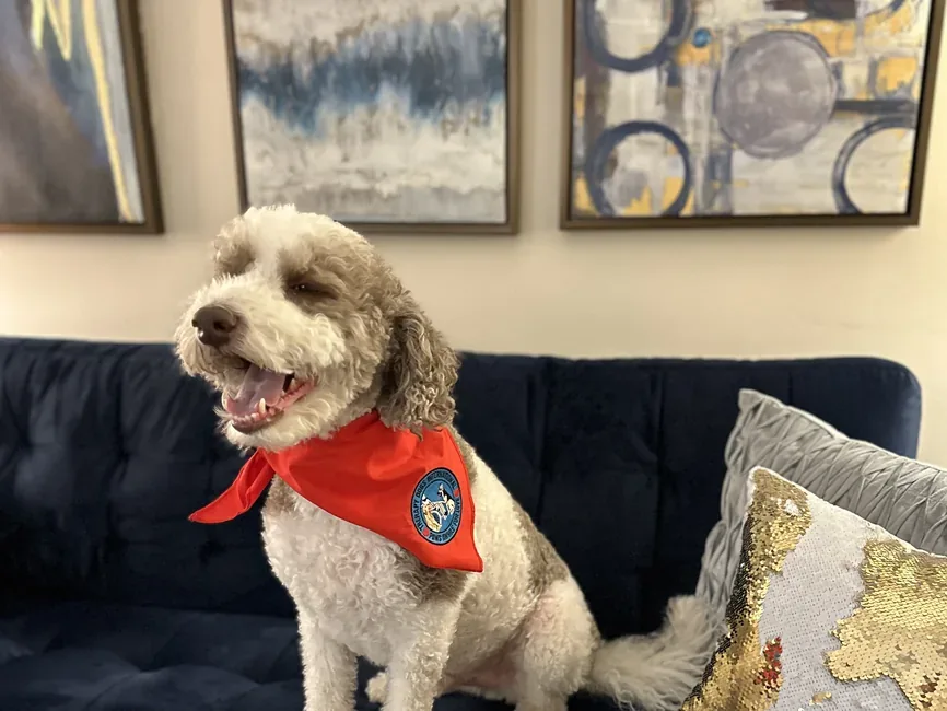 Dreidel, Kuhr Wellness's certified therapy dog, sitting calmly on a couch in the office.